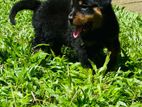 Rotweiler Puppy