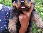 Rottweiler Puppies