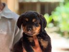 Rottweiler Puppies