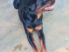 Rottweiler Dog