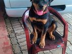 Rottweiler Dog