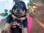 Rottweiler Puppies