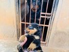 Rottweiler Puppies