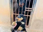 Rottweiler Puppies