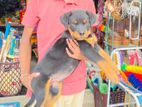 Rottweiler Puppy