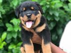 Rottweiler Puppy