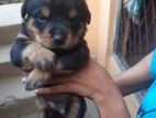 Rottweiler Puppies