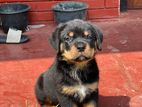 Rottweiler Male Puppies