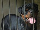 Rottwailer Male Dog for Closing