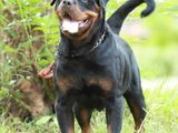 Rottwailer Male Dog for Crossing