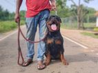 Rottwailer Male Dog for Stud Service