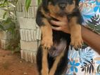 Rottwailer Male Puppy