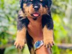 Rottweiler Puppies