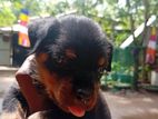 Rottweiler Puppy