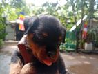 Rottweiler Puppies