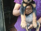 rottwailer puppy