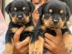 Rottwailer Puppys