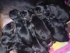 Rottweiler Puppies