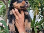 Rottweiler Puppy