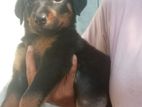 Rottweiler Puppies