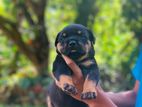 Rottweiler Puppy