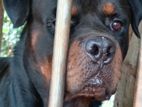 Rottweiler Dog