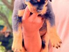 Rottweiler Puppy