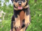 Rottweiler Puppy