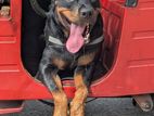 Rottweiler for Kind Home