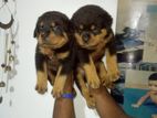 Rottweiler 3 Female Puppy