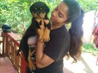Rottweiler Female Puppies