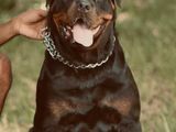 Rottweiler Male Dog for Crossing