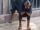 Rottweiler Adult Dogs