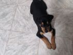 Rottweiler and Labrador Cross Puppy