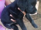 Rottweiler and Labrador Mix Puppies