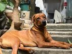Rottweiler Mixed Ridgeback Dog