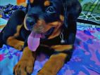 Rottweiler Male Dog