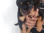 Rottweiler Male Dog