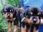 Rottweiler Puppies