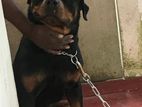 Rottweiler for Kind Home