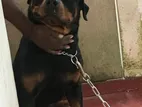 Rottweiler for Kind Home