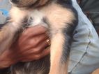 Rottweiler Puppy