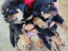 Rottweiler Puppies