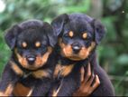 Rottweiler Puppies