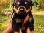 Rottweiler (big head big bone)