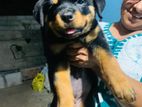 Rottweiler Big Head Puppy