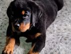 Rottweiler බල්ලෙක්