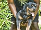 Rottweiler Dog