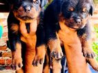 Rottweiler බලු පැටවුන්