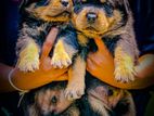 Rottweiler Puppies
